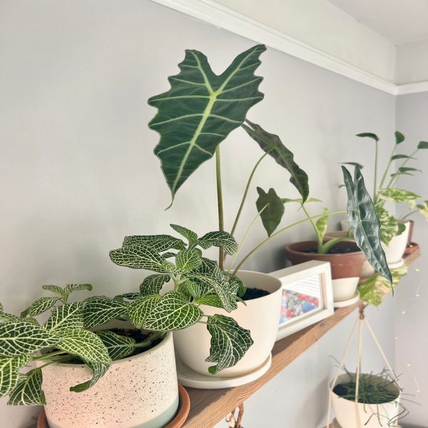 PHP-ALOCASIA AMAZONICA - Image 3