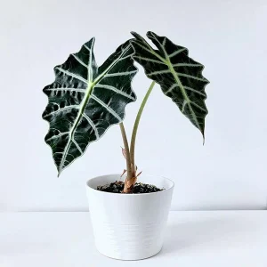HP-ALOCASIA AMAZONICA