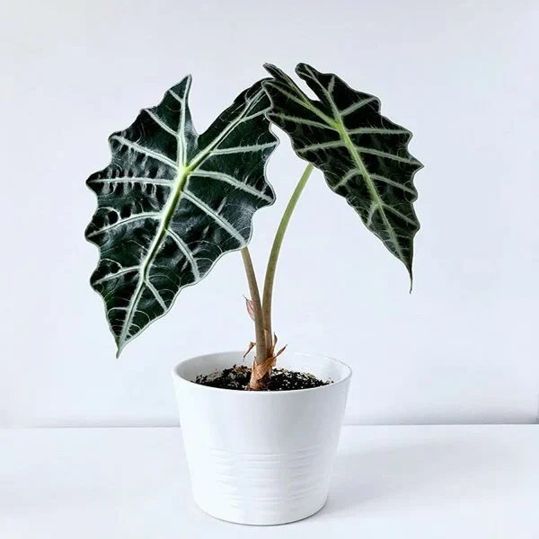 PHP-ALOCASIA AMAZONICA - Image 4