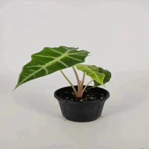 PHP-ALOCASIA AMAZONICA