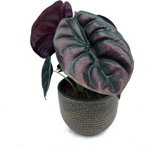 HP-ALOCASIA CUPREA HYBRID