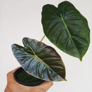 HP-ALOCASIA CUPREA HYBRID