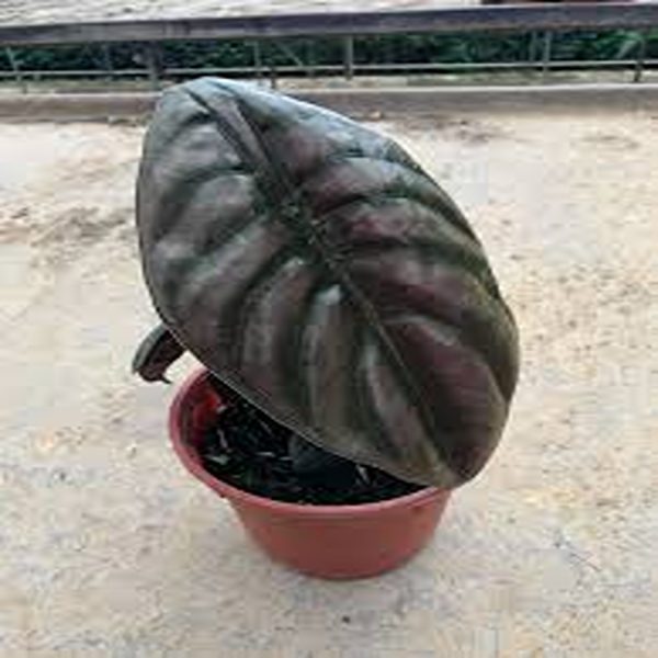 HP-ALOCASIA CUPREA HYBRID - Image 3