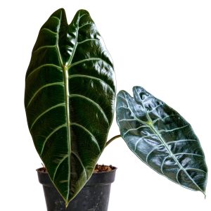 PHP-ALOCASIA CUPREA HYBRID