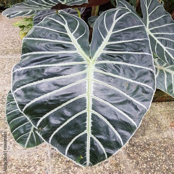 PHP-ALOCASIA KORTHALSII - Image 3