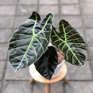 PHP-ALOCASIA KORTHALSII