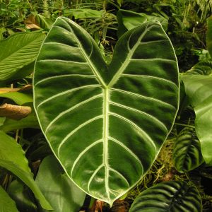 PHP-ALOCASIA KORTHALSII
