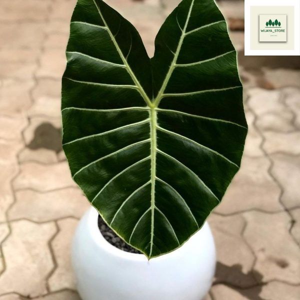 PHP-ALOCASIA LOWII GRANDIS - Image 3