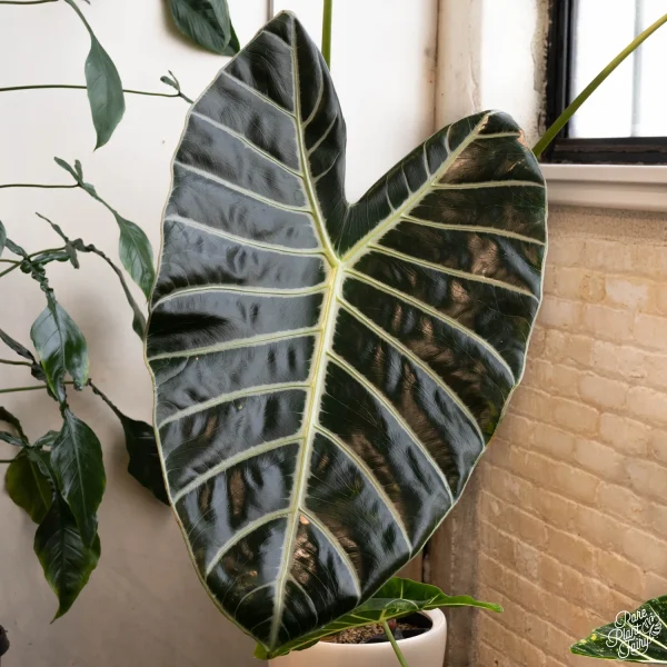 PHP-ALOCASIA LOWII GRANDIS - Image 4
