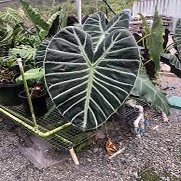 PHP-ALOCASIA LOWII GRANDIS