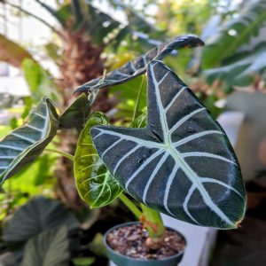 PHP-ALOCASIA LOWII GRANDIS