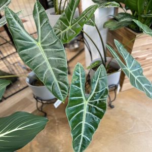 PHP-ALOCASIA LOWII HYBRID