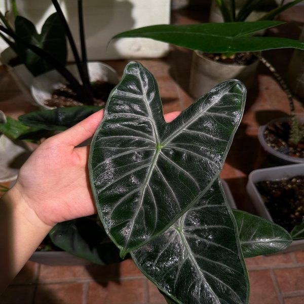 HP-ALOCASIA LOWII HYBRID - Image 3