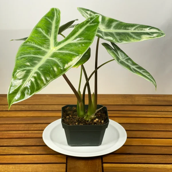 HP-ALOCASIA LOWII HYBRID