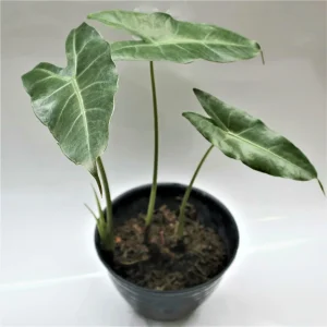 PHP-ALOCASIA LOWII HYBRID