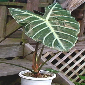 HP-ALOCASIA LOWII