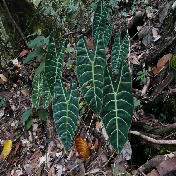 PHP-ALOCASIA LOWII - Image 4