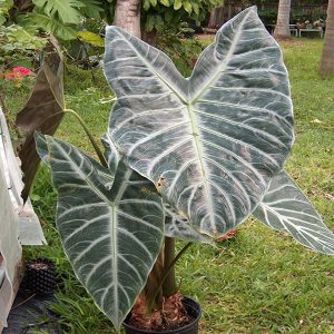 PHP-ALOCASIA LOWII