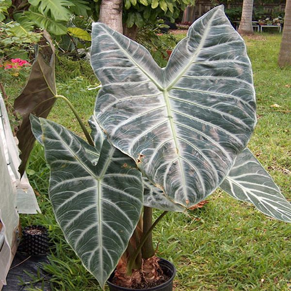 PHP-ALOCASIA LOWII
