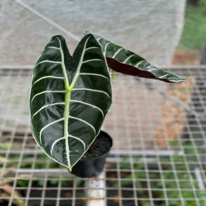 PHP-ALOCASIA LOWII