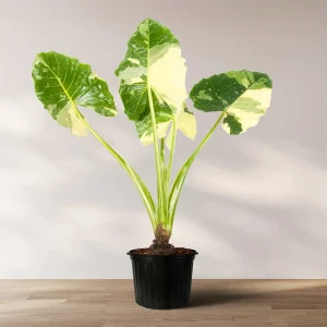 PHP-ALOCASIA MACRO VARIEGATA