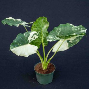 PHP-ALOCASIA MACRO VARIEGATA
