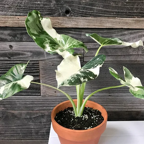 PHP-ALOCASIA MACRO VARIEGATA - Image 3
