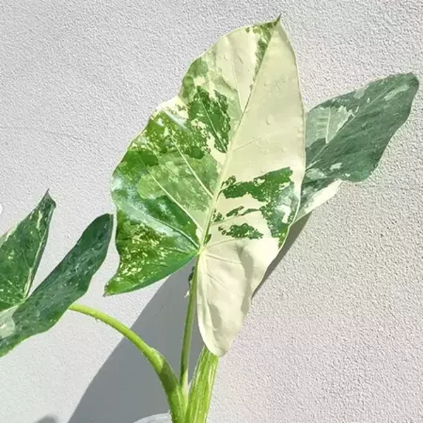 PHP-ALOCASIA MACRO VARIEGATA - Image 4