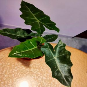 PHP-ALOCASIA SANDERANA