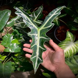 HP-ALOCASIA SANDERANA