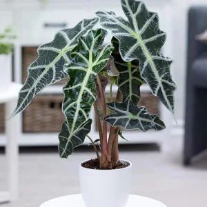 HP-ALOCASIA SANDERANA