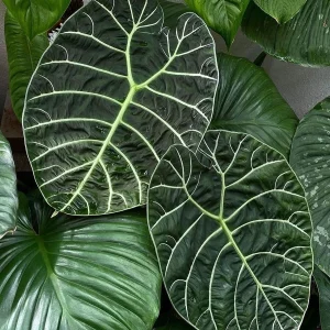 PHP-ALOCASIA WATSONIANA