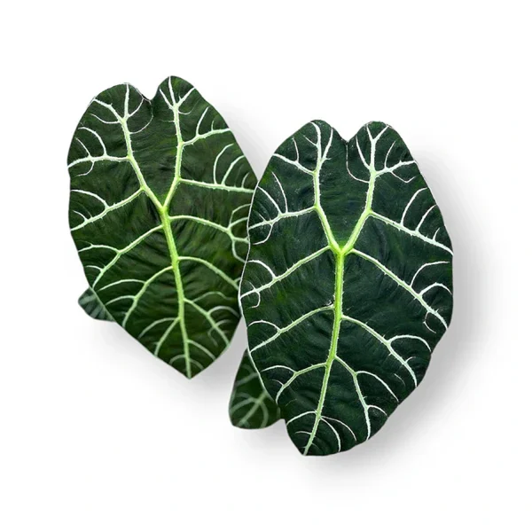 HP-ALOCASIA WATSONIANA - Image 4