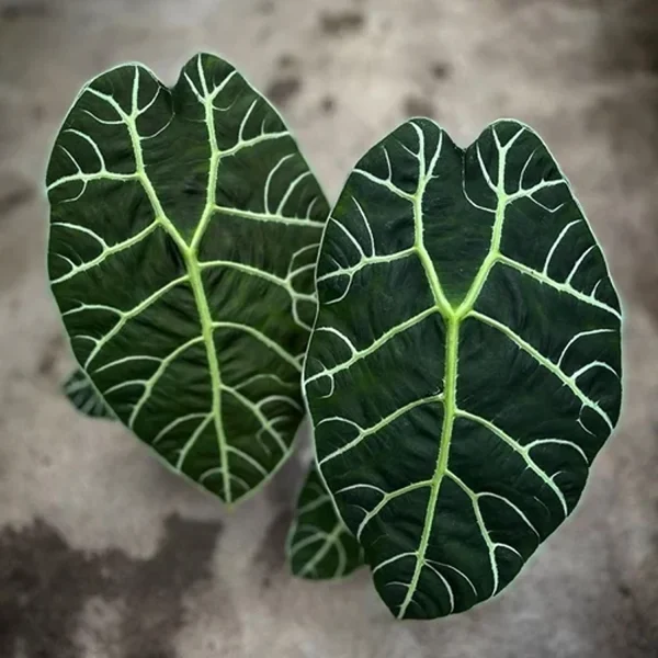 PHP-ALOCASIA WATSONIANA - Image 3
