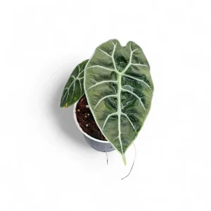 PHP-ALOCASIA WATSONIANA
