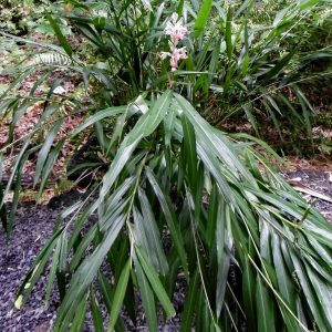 HP-ALPINIA CALCARATA