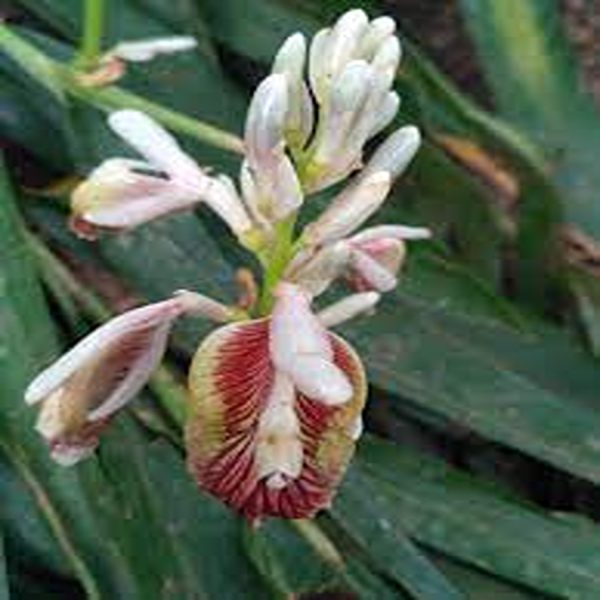 PHP-ALPINIA CALCARATA - Image 3