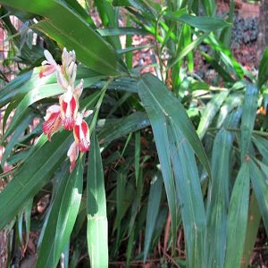 HP-ALPINIA CALCARATA
