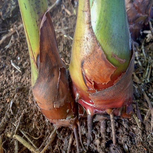 HP-ALPINIA PURPURATA - Image 3