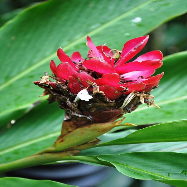 HP-ALPINIA PURPURATA - Image 4