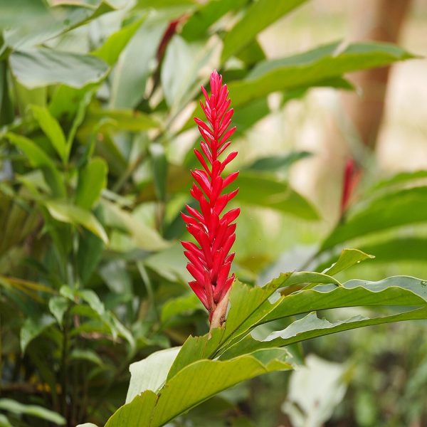HP-ALPINIA PURPURATA - Image 6
