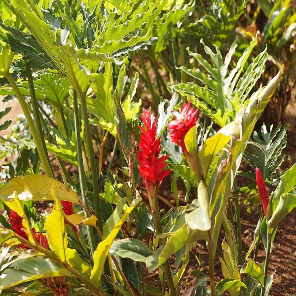 HP-ALPINIA PURPURATA - Image 7