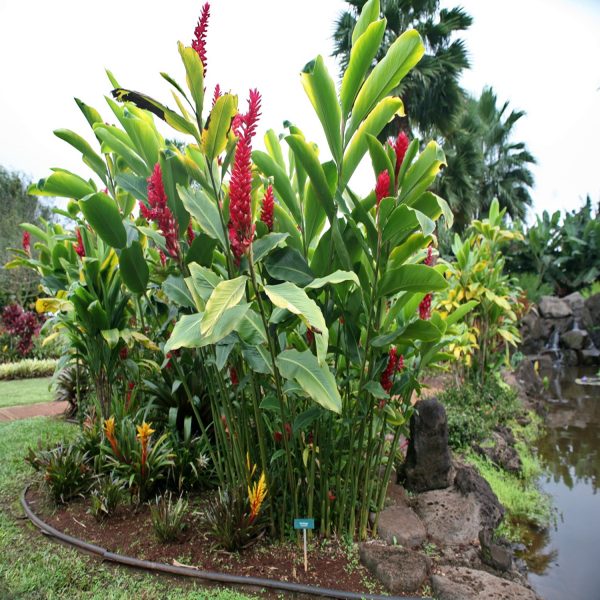 HP-ALPINIA PURPURATA - Image 8