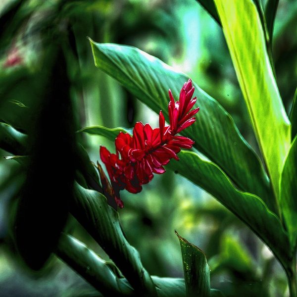 HP-ALPINIA PURPURATA - Image 9