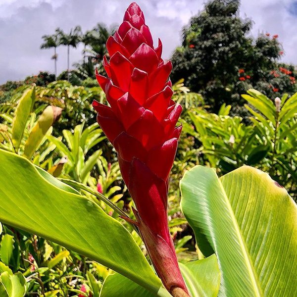HP-ALPINIA PURPURATA - Image 2