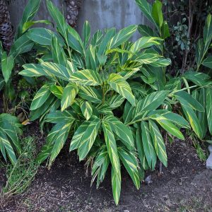 PHP-ALPINIA SANDERAE