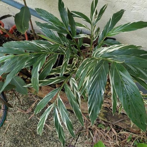 PHP-ALPINIA SANDERAE - Image 3
