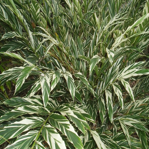 PHP-ALPINIA SANDERAE - Image 4