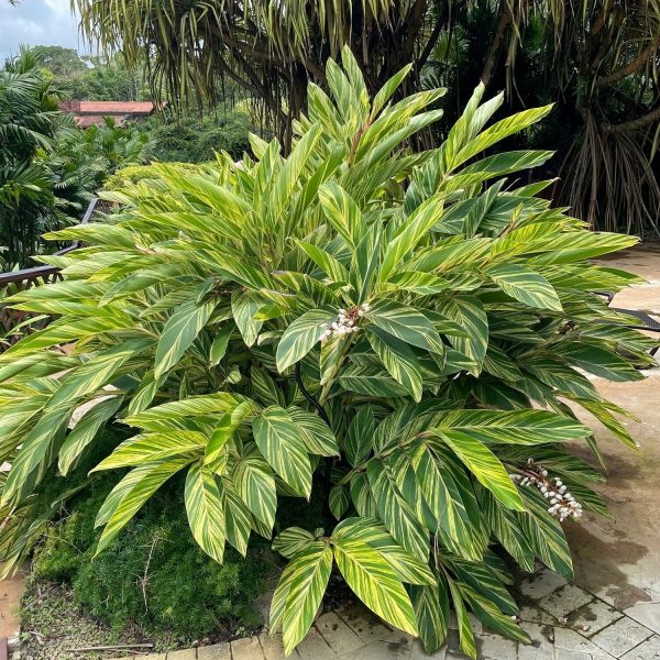PHP-ALPINIA ZUR. VARIEGATA - Image 3