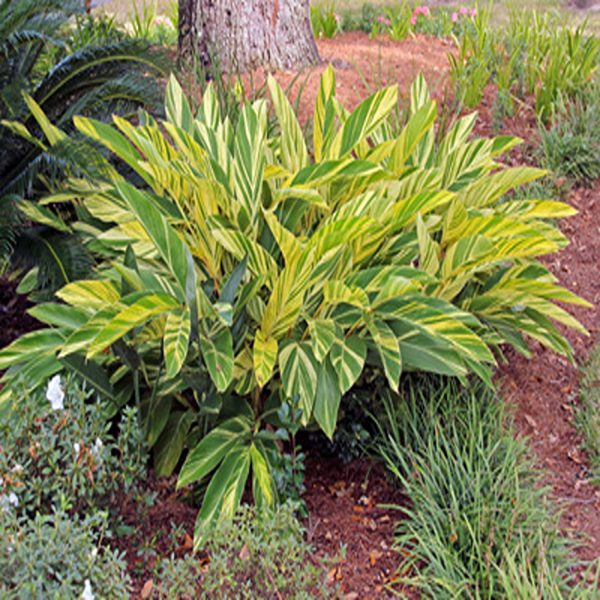 HP-ALPINIA ZUR. VARIEGATA - Image 4